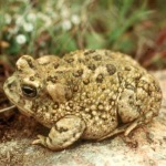 Arroyotoadsandiegonwr