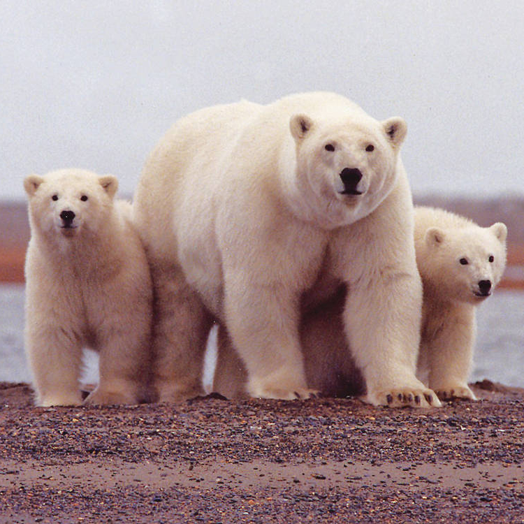 Polar Bears Far From Strong And Healthy FactCheck