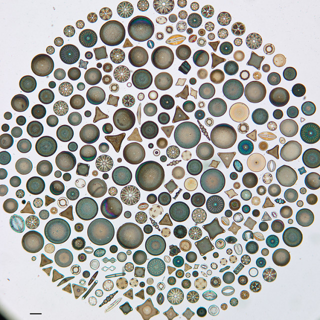 Different species of these silicon-shelled algae, are sensitive to specific changes in water quality, including nitrates. Credit: Geology staff at California Academy of Sciences