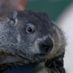 Groundhog