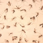 1976
Ft. Collins, James Stewart

This image depicts a group of dead adult mosquitos scattered uniformly throught the field of view during a vector control study.

Mosquitos transmit diseases such as malaria, and West Nile virus when they obtain a blood-meal from their hosts. Known as vectors, epidemiologic control of their population is important when attempting to control the spread of many vector-borne diseases.