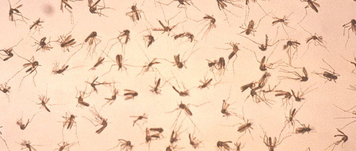 1976
Ft. Collins, James Stewart

This image depicts a group of dead adult mosquitos scattered uniformly throught the field of view during a vector control study.

Mosquitos transmit diseases such as malaria, and West Nile virus when they obtain a blood-meal from their hosts. Known as vectors, epidemiologic control of their population is important when attempting to control the spread of many vector-borne diseases.