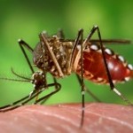 GMOs Didn’t Cause Zika Outbreak