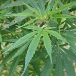 Is Marijuana Really a ‘Gateway Drug’?