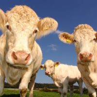 Facebook Post Mischaracterizes Cow Study