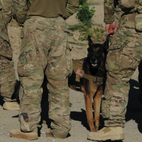 What We Know About the Claims of Military Dogs Left in Kabul