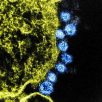 Will the New Coronavirus ‘Go Away’ in April?