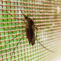 U.S.-Acquired Malaria Cases Spark False Claims of Links to Gates-Funded Research