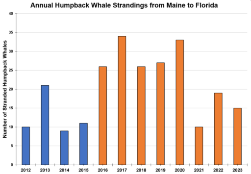 What's Behind the Disturbing Surge in NJ Whale Strandings?