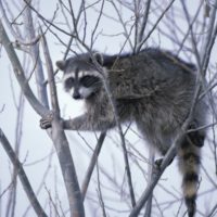 The ‘Raccoon’ Rant Not Written by Steve Harvey