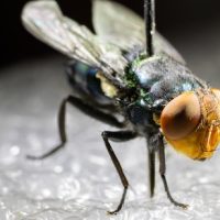 Democrats’ and Republicans’ Screwworm Blame Spin