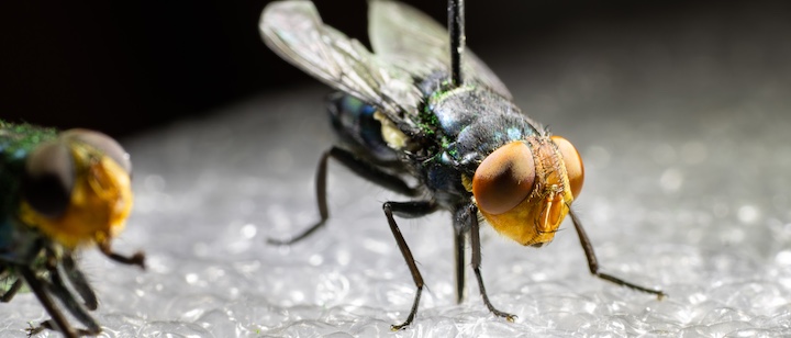 Democrats’ and Republicans’ Screwworm Blame Spin