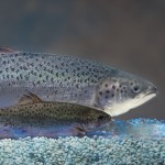 False Claims about ‘Frankenfish’