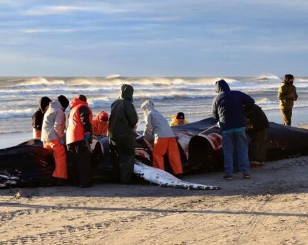 What's Behind the Disturbing Surge in NJ Whale Strandings?